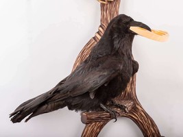 Raven Taxidermy Bird Real Stuffed mount Animal Gothic Tattoo Driftwood S... - £311.02 GBP