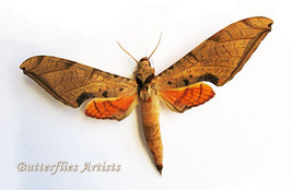 Streaked Sphinx Protambulyx Strigilis Real Moth Entomology Collectible S... - £49.54 GBP
