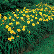 Stella de Oro Daylily 25 fans/roots re-blooming yellow blooms image 3