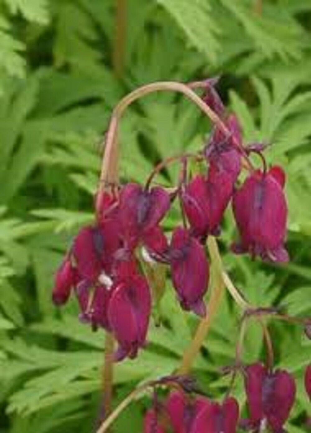 25 Magenta Bleeding Heart Seeds Dicentra Spectabilis Shade Flower Fresh ... - $9.98