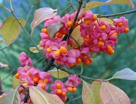 Euonymus Europaea Tree Or 15 Cold Hardy Ornamental European Spindle Bulk... - $222.43 MXN
