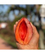 Big Mamey Sapote Pouteria Zapota Mamey Colorado Live Fruit Tree 2-3Ft Pl... - $161.53 CAD