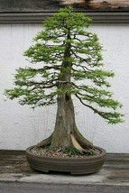 10 Seeds Bald Cypress Bonsai for Planting Exotic Bonsai Tree - £15.79 GBP