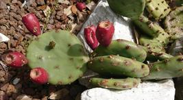 Eastern Prickly Pear Cactus 20 Seeds for Planting | Opuntia humifusa  - £13.54 GBP