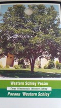 Western Schley Pecan Tree Shade Trees Live Healthy Plant Large Pecans Nuts Wood - £135.33 GBP