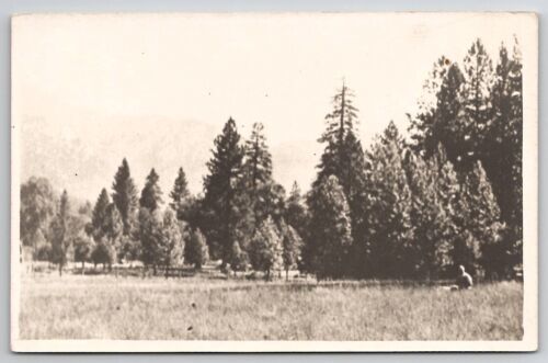 Primary image for RPPC Man in Field Tall Trees  Real Photo Postcard J27