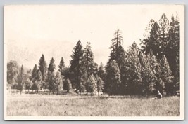 RPPC Man in Field Tall Trees  Real Photo Postcard J27 - $4.95