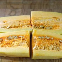 Spaghetti Squash Seeds Cucurbita Pepo B275 Gardening USA SHIPPING - $5.98