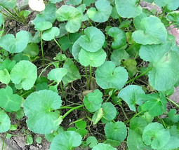 50 Spadeleaf Edible Coinwort Centella Asiatica Gotu Kola Herb Pink Flower Seeds  - $15.20