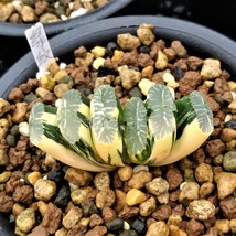ONLY 1 PIECE Haworthia truncata Seed New Colorful Succulent Plant Seeds FRESH SE - £23.81 GBP