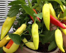 New Fresh Seeds Sweet Banana Pepper Seeds 25 Prolific Seeds Fast Ship - $5.94