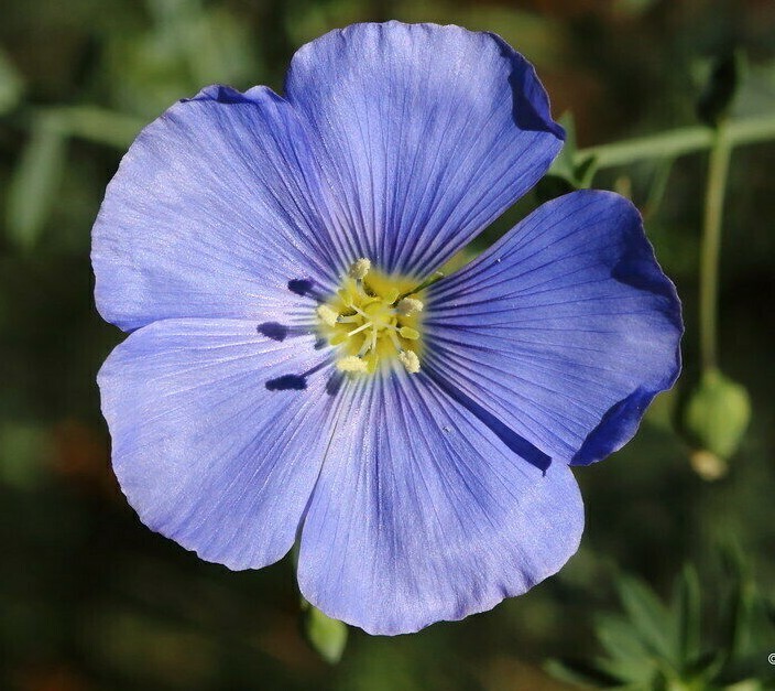 PSA Blue Flax Linum Seeds 500 Linum Perrene Ornamental Flower Easy Grow - $13.15