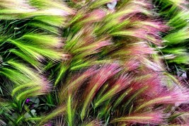40 Squirrel Tail Barley Grass Foxtail Barley Hordeum Jubatum Ornamental ... - $285.31 MXN