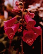 50 Red Foxglove Digitalis Flower Seeds Perennial From US  - £6.60 GBP