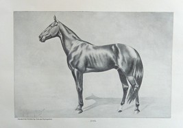 Cole and Springstein,1896 rare antique painting (Jupe -- Race Horse) oringial an - £13.99 GBP