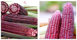 45 Seeds RUBY QUEEN RED Sweet Waxy Corn Vegetable Plants - £30.55 GBP