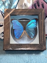 REAL FRAMED BUTTERFLY BLUE MORPHO AMATHONTE MOUNTED SHADOW BOX MIRRORED ... - $55.76