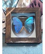 REAL FRAMED BUTTERFLY BLUE MORPHO AMATHONTE MOUNTED SHADOW BOX MIRRORED ... - £43.66 GBP