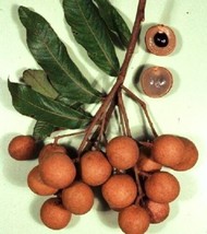 10 SEEDS DIMOCARPUS LONGAN dragon eye sweet tropical exotic fruit seed edible - £14.38 GBP