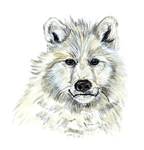 Melville Island Arctic White Wolf Fox Portrait Auto Boat RV Vinyl Decal Sticker - £5.53 GBP+