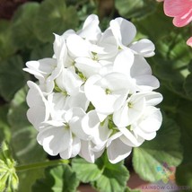 25 Presto White Geranium Seeds Planting US Seller Fast Shipping - £4.09 GBP