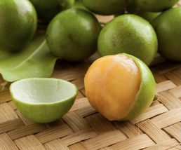 Doble Spanish lime / quenepa ( Meliccocus Bijugatu ) Live Fruit Tree 8”-16” - £50.50 GBP
