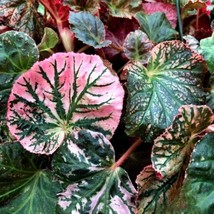 25+ Midnight Sun Begonia Seeds – Vibrant Red Orange Blooms for Garden - $16.50