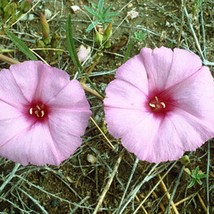 Ipomoea Leptophylla Bush Morning Glory 5 Seeds Fresh Seeds - $20.80