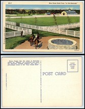 Kentucky Postcard - Blue Grass Stock Farm O34 - £2.53 GBP