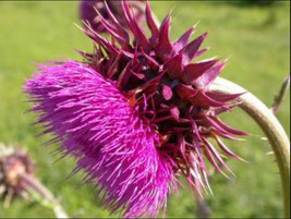 200 Musk Thistle Seeds Planting Gardening USA SELLER - £9.99 GBP