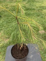 NC Pine Tree Over 2ft Fast Growing Loblolly Pine - £22.89 GBP