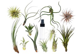 Tillandsia Air Plant Variety Pack w/ Spray Bottle-3 Pack - $25.24