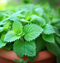 SDC Catnip Nepeta Cataria Cat Magnet Fresh Seeds - $17.04