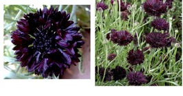 1200 Seeds Cornflower / Bachelor Button BLACK BALL Purple Cut Flowers Seeds  - £21.57 GBP