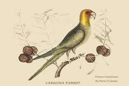 Carolina Parrot by Mark Catesby #2 - Art Print - £17.68 GBP+