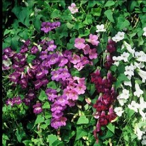 20+ Asarina Flower Seeds Mix Climbing Snapdragon Perennial - £7.39 GBP