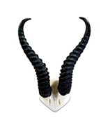 Springbok Skull, Springbok Antelope Skull with metal bracket Real Deer S... - €33,30 EUR
