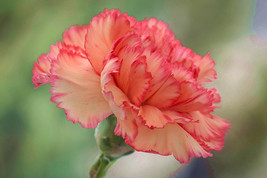 30 Carnation Dianthus Caryophyllus Chabaud Flower Seeds Bw91072 5 Fresh USA Ship - $15.96