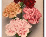 Multicolor Carnation Flower Blossoms DB Postcard H29 - $2.92