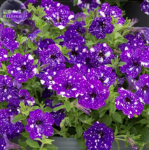 BELLFARM Garden Bonsai Petunia &#39;Night Sky Blue&#39; Flowers, 200 pcs &#39;seeds&#39;  - £9.83 GBP