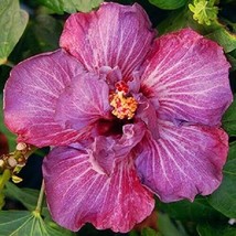 20 Double Pink Hibiscus Seeds Flowers Flower Seed - $10.00