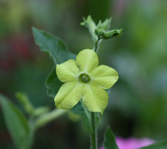 Semilir 90 Seeds Lime Green Nicotiana Alata Flowering Tobacco Fast Grow From US - £7.28 GBP