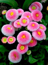 Fresh Seeds Pink Mid Daisy Seeds - $13.98