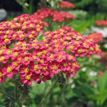 Red Yarrow Seeds Achillea Millefolium Cerise Queen 25 Seeds Usa Fast Shipping - £22.46 GBP