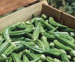 Clemson Spineless Okra seed, Certified Seed, Heirloom, NON GMO, 50 Seed Packet - £2.97 GBP