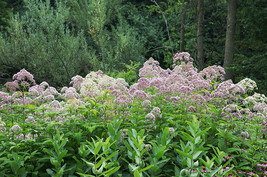 PWO Eupatorium Purpureum - Sweet Joe Pye seed - £2.27 GBP