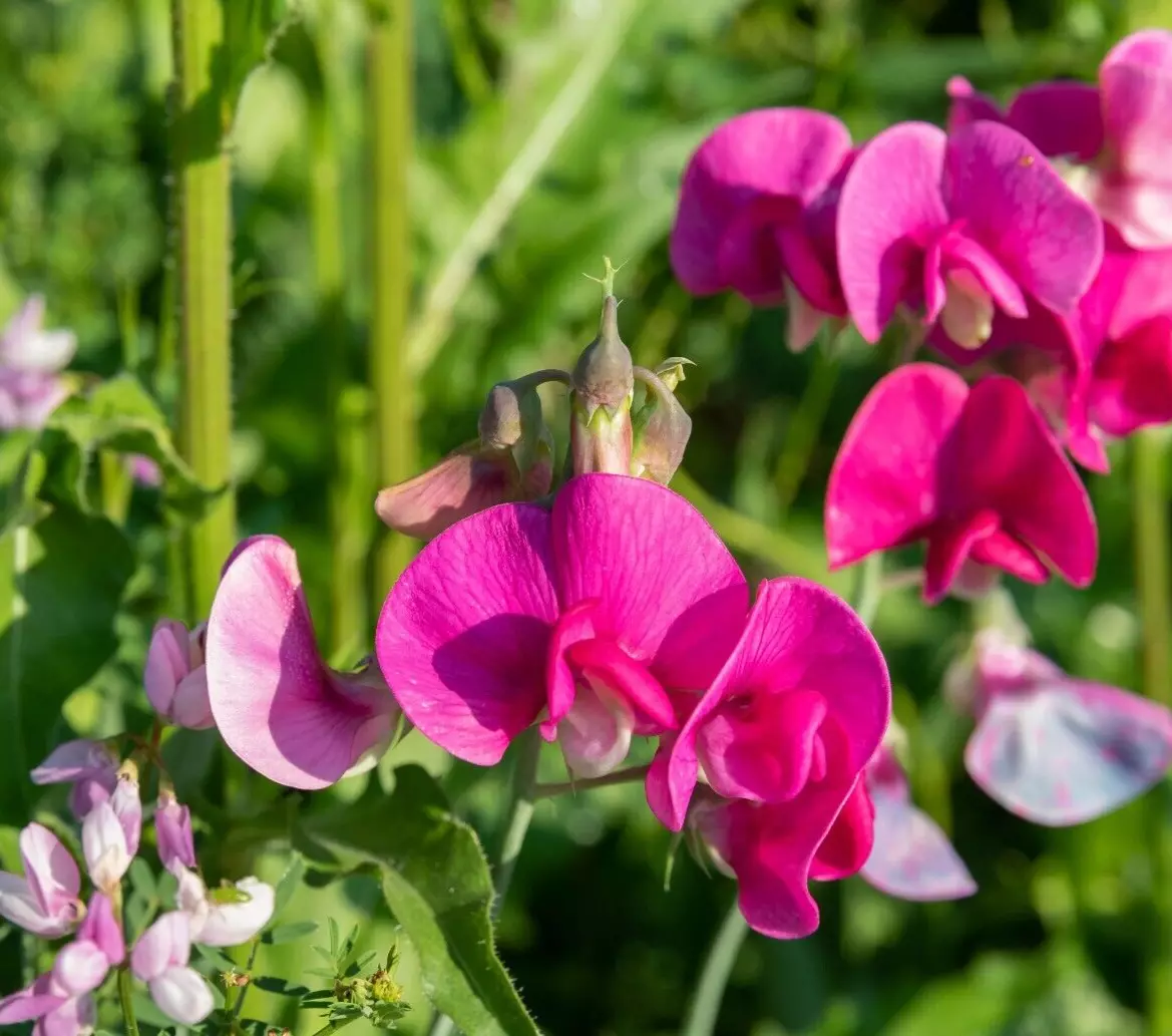 Polygala Myrtifolia Milkwort 7 SWEET PEA BUSH 6&quot; Live Flower Plant Cutti... - £17.79 GBP