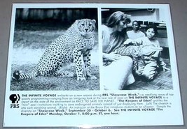 Cheetah / Bronx Zoo Alligator   Pbs Tv Promo Photo - £11.76 GBP