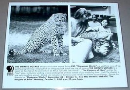 CHEETAH / BRONX ZOO ALLIGATOR - PBS TV Promo Photo - $20.46 CAD
