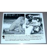 CHEETAH / BRONX ZOO ALLIGATOR - PBS TV Promo Photo - $14.95